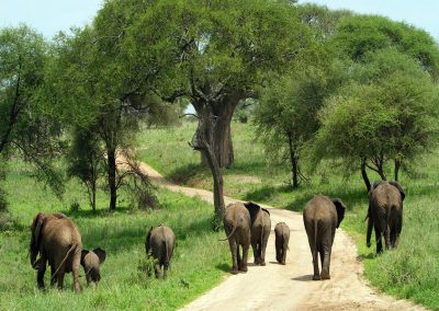 Ngorongoro Crater Safari – Lodge safari – 3 Days