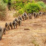 Safari to Serengeti Ngorongoro and Lake Manyara - 4 Days