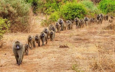 Safari to Serengeti Ngorongoro and Lake Manyara – 4 Days