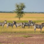 Tanzania Lodge Safaris - 5 Days