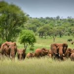 Affordable Tanzania Safari 6 Days