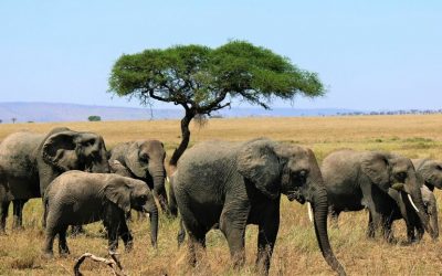 Tanzania Wildlife and Beaches Safari – 14 Days