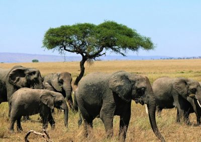 Tanzania Wildlife and Beaches Safari – 14 Days