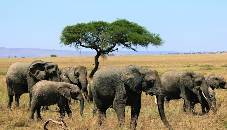 Tanzania Wildlife and Beaches Safari – 14 Days