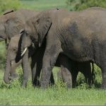 Tarangire elephant
