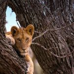 Wildlife Encounters in Tanzania - 6 Days