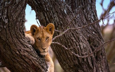 Wildlife Encounters in Tanzania – 6 Days