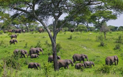 Tarangire, Serengeti and Ngorongoro Tanzania Lodge Safari – 5 Days