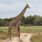 giraffe in serengeti Tanzania