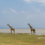 5 Days Tour Safari in Tanzania