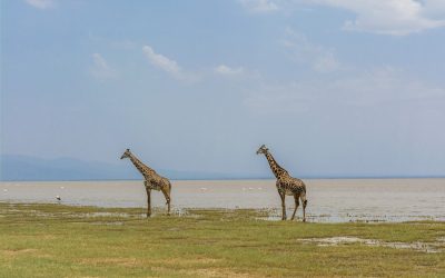 5 Days Tour Safari in Tanzania
