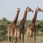 Serengeti Safari 5 Days in Tanzania