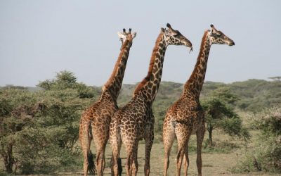 Serengeti Safari 5 Days in Tanzania