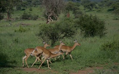 3 Days Safari Tanzania