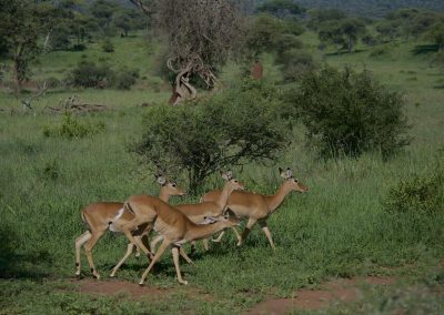 3 Days Safari Tanzania