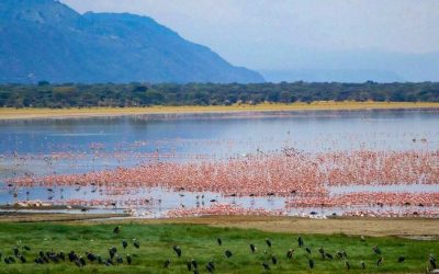 Lake Manyara Tanzania Safari