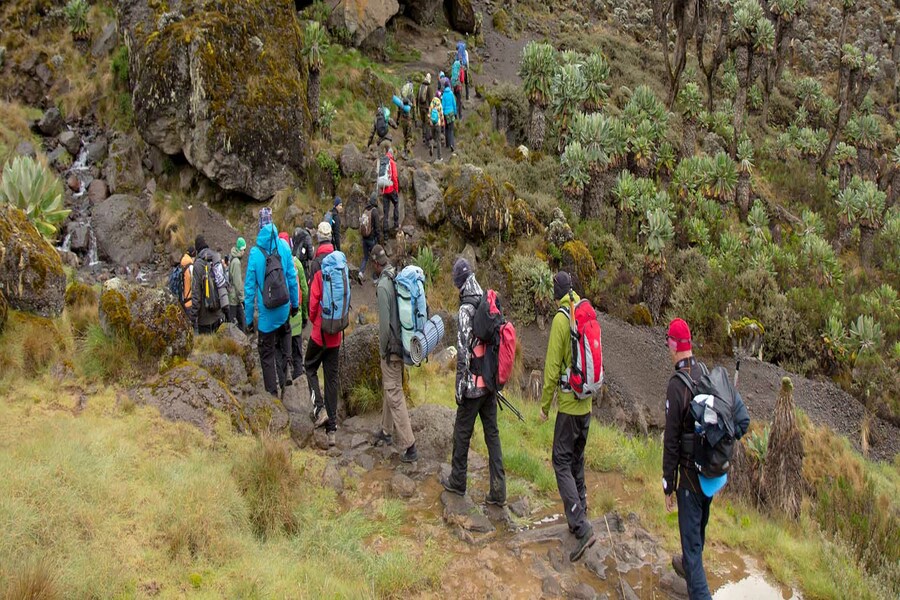 Kilimanjaro Climbing Lemosho Route - 9 Days