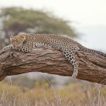 leopard at Serengeti National Park