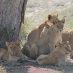 3 Days Safari To Serengeti National Park - 3 Days