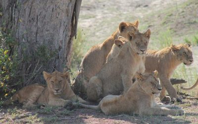 3 Days Safari To Serengeti National Park – 3 Days