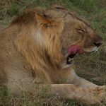 Safari to Tarangire, Manyara, Serengeti and Ngorongoro Crater - 8 Days