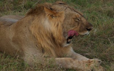 Safari to Tarangire, Manyara, Serengeti and Ngorongoro Crater – 8 Days