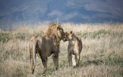 Wildlife Safari Tarangire, Ngorongoro and Serengeti – 8 Days