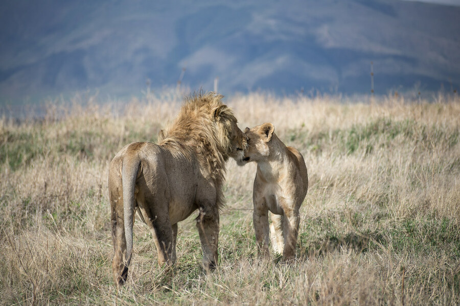 lion_at_Ngorongoro