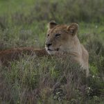 liones in Ngorongoro