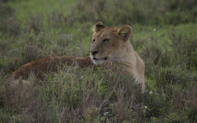 Tanzania Wildlife Camping Safari Lake Manyara, Serengeti, Ngorongoro Tarangire – 6 Days