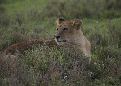 Tanzania Wildlife Camping Safari Lake Manyara, Serengeti, Ngorongoro Tarangire – 6 Days