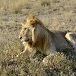 male lion in ngorongoro