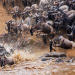 mara river crossing wildebeest Tanzania