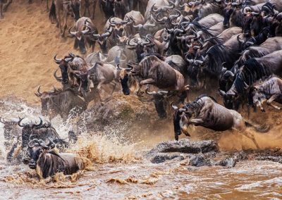 Migration Safari Ngorogoro Crater Serengeti northern Serengeti. – 6 Days