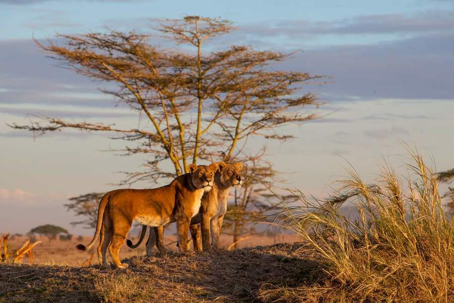 5 Days Travel  Tours in Serengeti