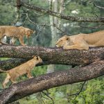 Tanzania Manyara, Ngorongoro and Serengeti - 6 Days