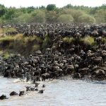 wildebeest migration river crossing