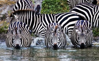 Safari through the national parks Lake Manyara, Serengeti, Ngorongoro and Tarangire – 7 Days