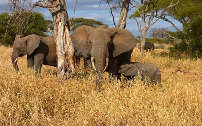 Camping Safari Manyara Serengeti , Ngorongoro and Tarangire – 6 Days