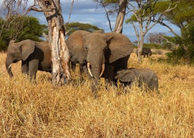 Camping Safari Manyara Serengeti , Ngorongoro and Tarangire – 6 Days