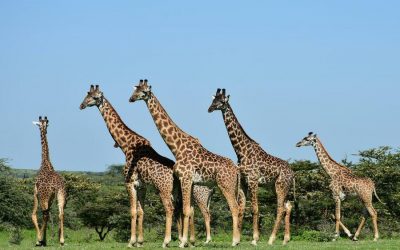 Camping Safari Manyara Serengeti and Ngorongoro – 5 Days