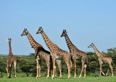 Camping Safari Manyara Serengeti and Ngorongoro – 5 Days