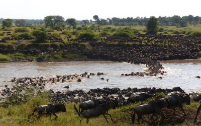 Central Serengeti Wildebeest Migration – 6 Days