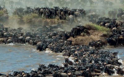 The Eastern Serengeti Wildebeest Migration – 6 Days