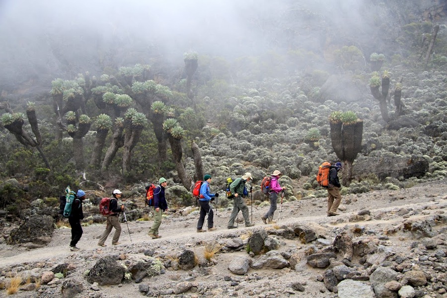 Kilimanjaro Climbing Rongai Route - 6 Days