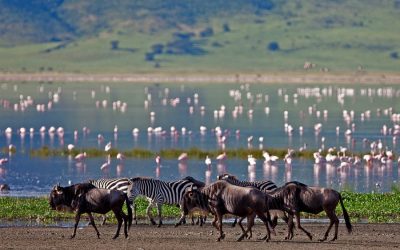Safari (Lake Manyara / Serengeti Plains / Ngorogoro Crater / Tarangire) – 6 Days