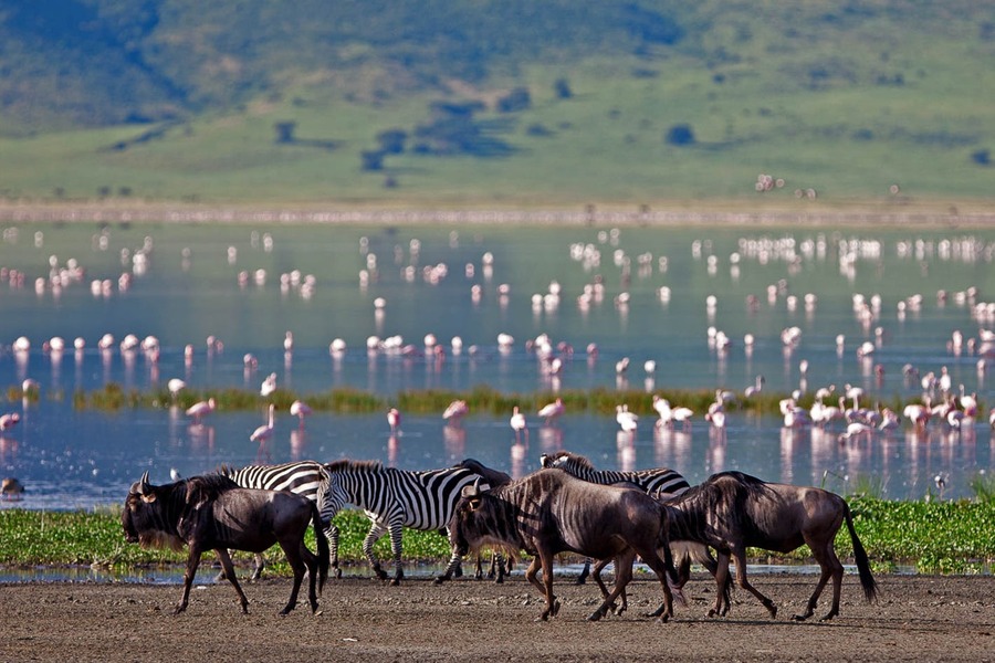 Safari (Lake Manyara / Serengeti Plains / Ngorogoro Crater / Tarangire) - 6 Days
