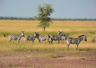 Low Season Tanzania Safari – 7 Days