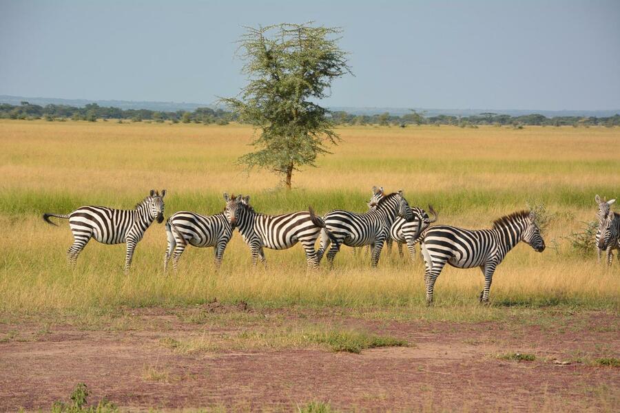 Low Season Tanzania Safari – 7 Days