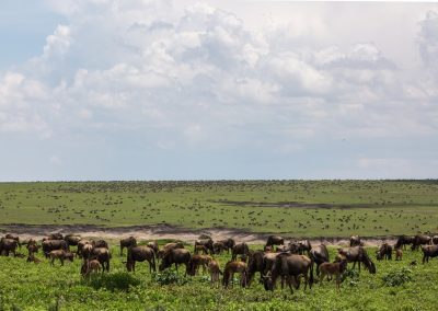 Magical Migration and Beach Tour of Tanzania – 10 Days